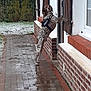 dog, harness, brick_wall, wooden_shutter, wet_ground, puddle, snow, grass, plants, outdoor, sidewalk, window, house, pet, canine, standing, curious, daylight, winter, nature