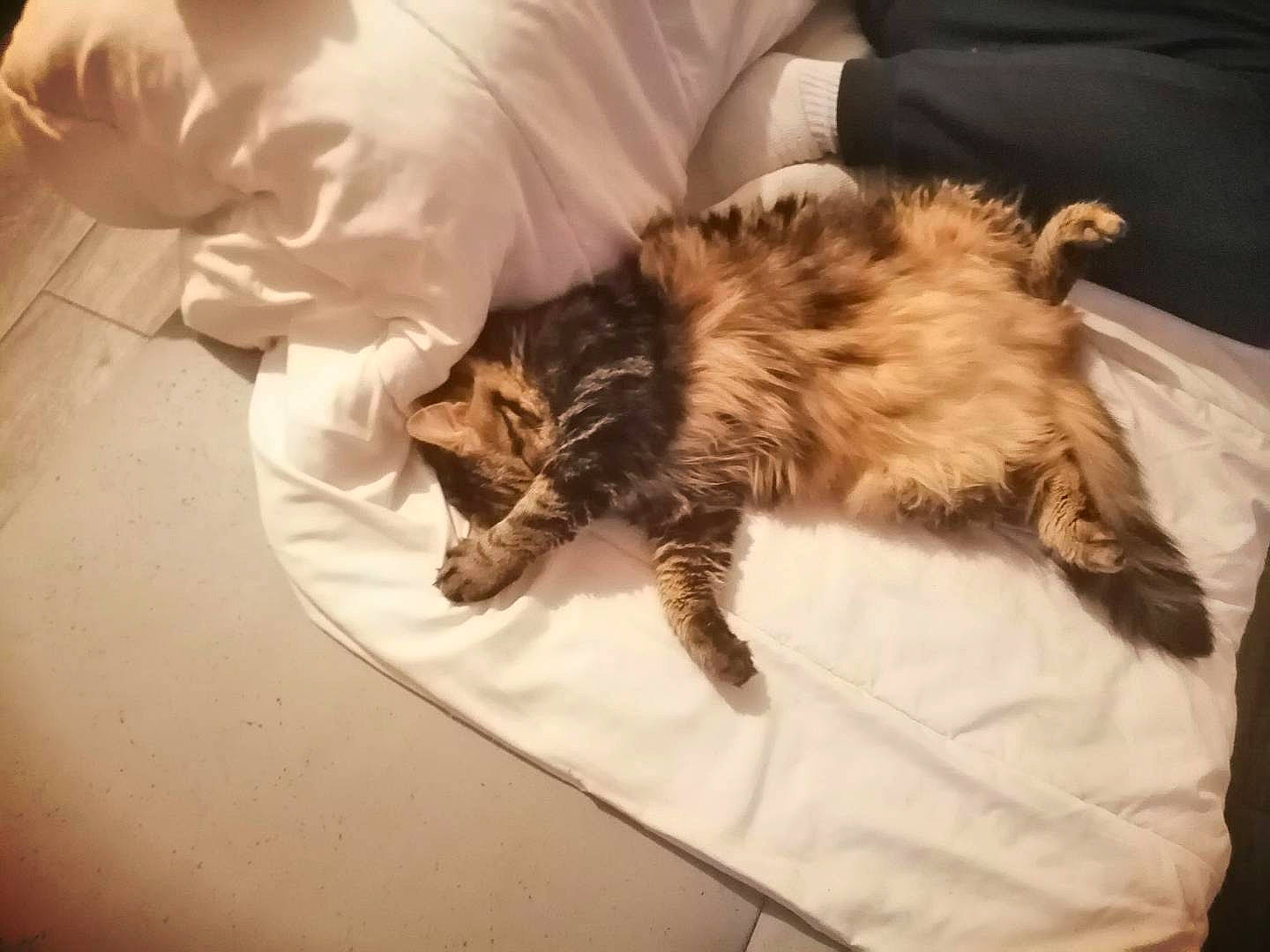 Janvier a rejoint le concours — aidez-le/la à gagner de superbes lots ! bed, canidae, carnivore, cat, claw, comfort, companion_dog, domestic_short_haired_cat, eye, felidae, flooring, fur, hardwood, maine_coon, paw, room, small_to_medium_sized_cats, tail, terrestrial_animal, whiskers