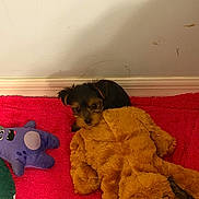 Gizmo joined the competition — help win amazing prizes! puppy, dog, toy, stuffed_animal, plush, red_blanket, purple_toy, indoor, wall, floor, cute, small, pet, animal, cozy, resting, young, furry, shy, background