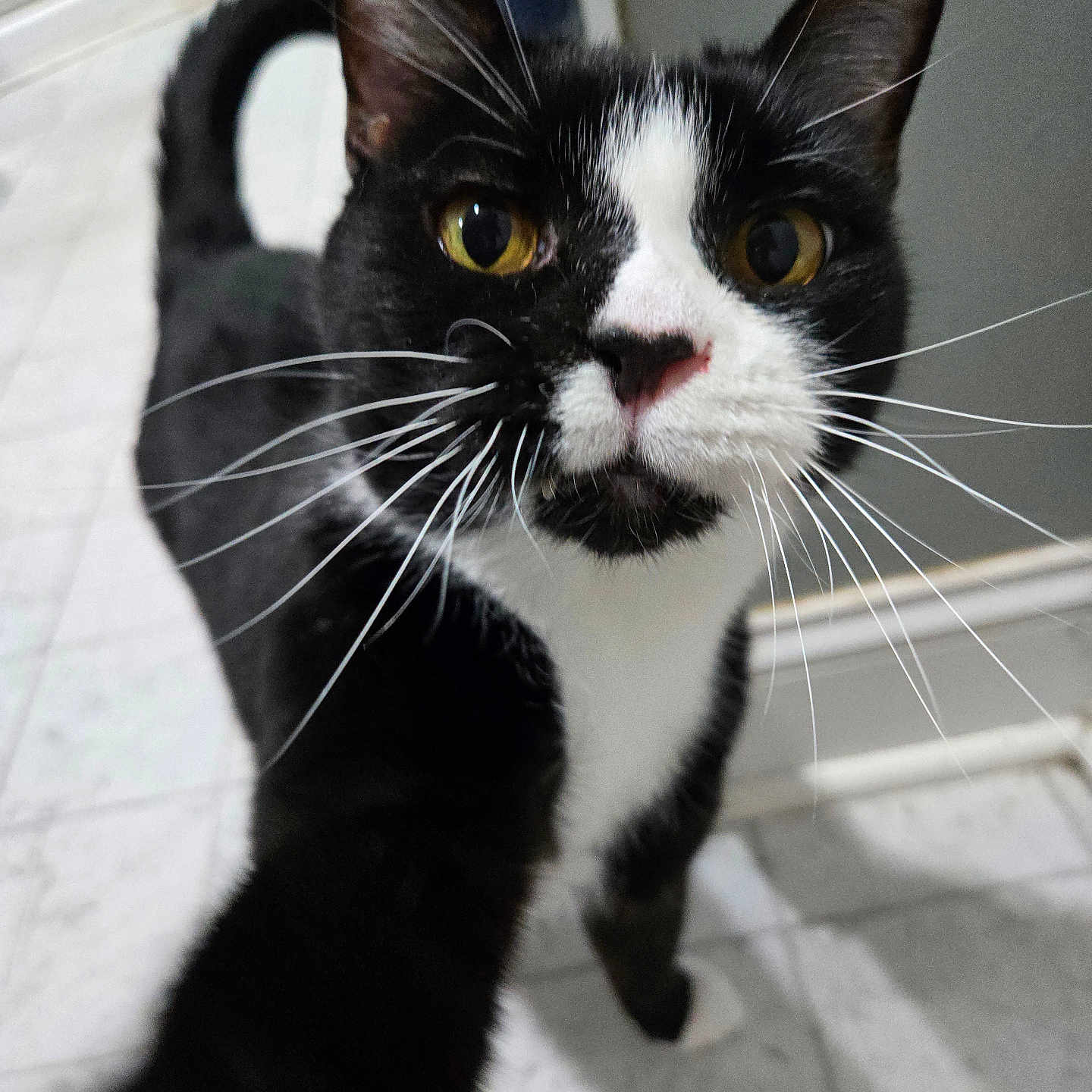 Little Man is registered to the contest to win money with this photo: animal, black_and_white, cat, close_up, curious, domestic, ear, feline, floor, household, indoor, looking_at_camera, nose, paw, pet, portrait, tail, tiled_floor, whiskers, yellow_eyes