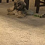 Tommy is registered to the contest to win money with this photo: animal, beige, brown, canine, carpet, cozy, dog, domestic, floor, fluffy, furniture, home, indoor, pet, plaything, relaxed, resting, table, toy, wood