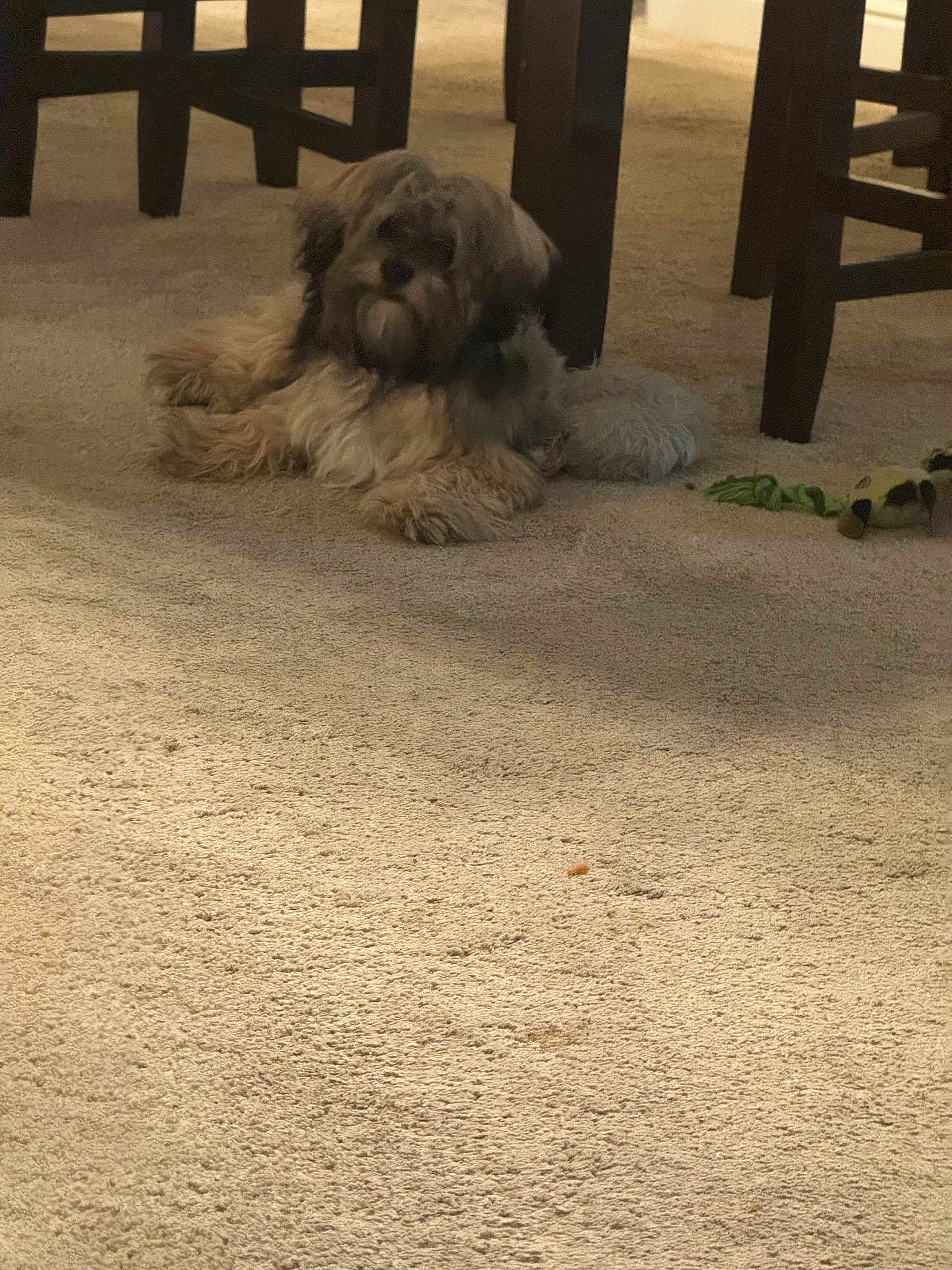 Tommy is registered to the contest to win money with this photo: animal, beige, brown, canine, carpet, cozy, dog, domestic, floor, fluffy, furniture, home, indoor, pet, plaything, relaxed, resting, table, toy, wood