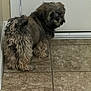 Tommy joined the competition — help win amazing prizes! animal, brown, canine, companion, curious, curly_hair, cute, dog, domestic, door, floor, fur, house, indoor, looking_back, pet, small_dog, standing, tile, wall