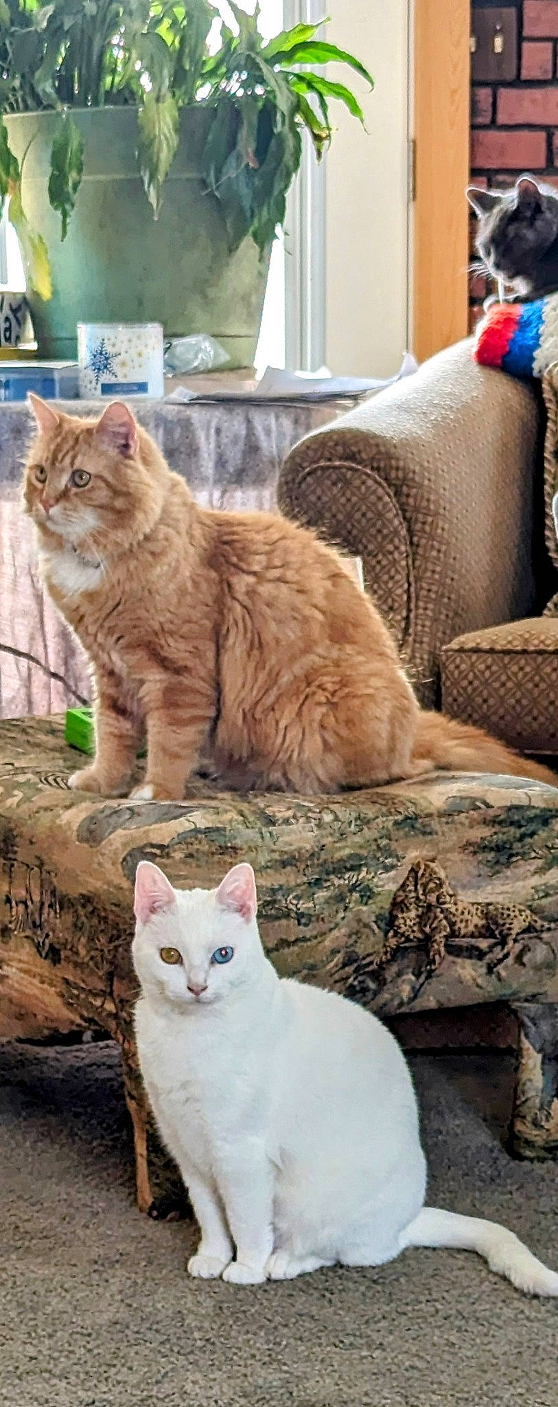 Sugar Boots is registered to the contest to win money with this photo: blue, carnivore, cat, comfort, couch, domestic_short_haired_cat, fawn, felidae, fur, living_room, mammal, paw, photograph, small_to_medium_sized_cats, snout, tail, terrestrial_animal, whiskers, window, wood