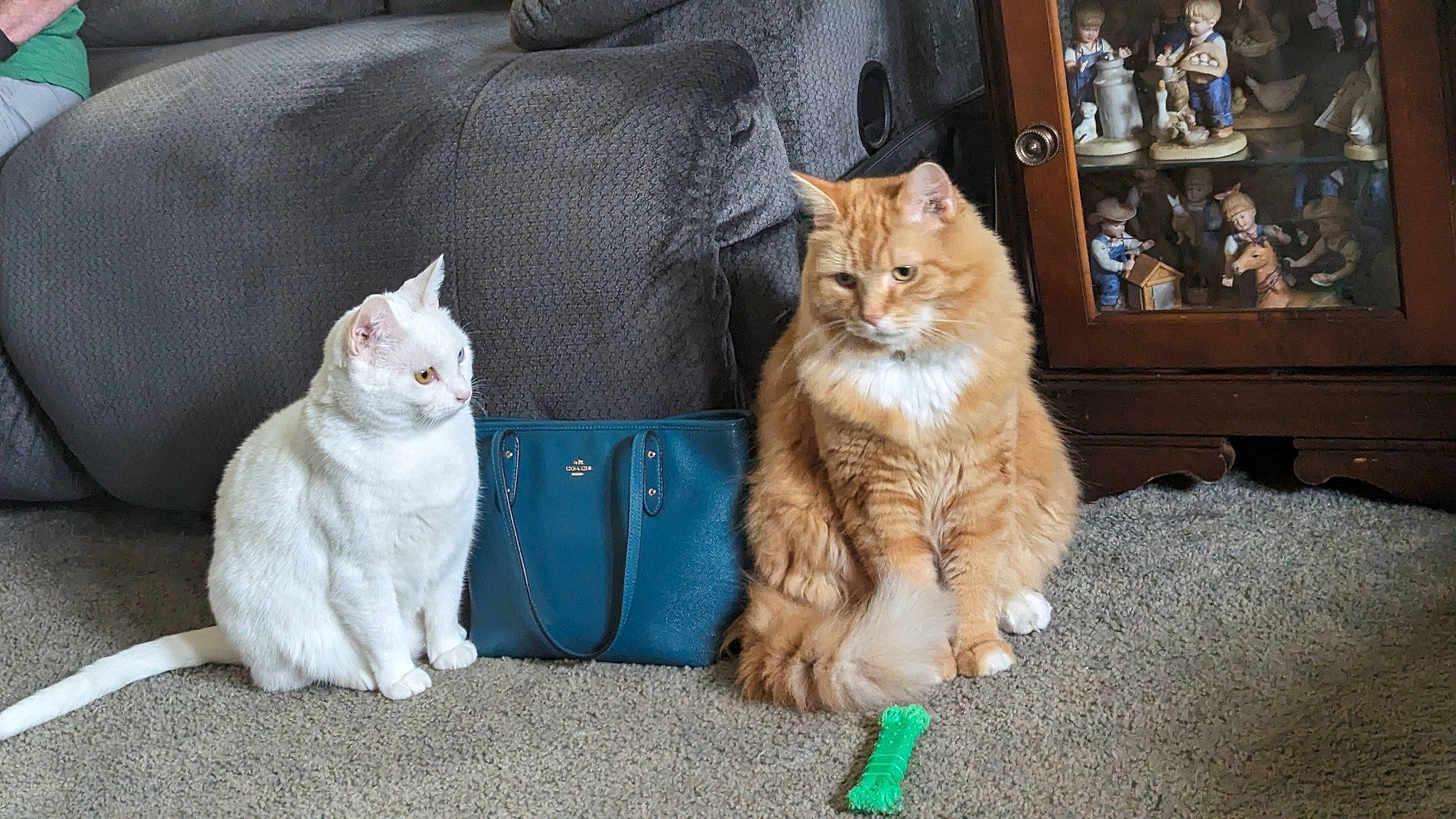 Sugar Boots joined the competition — help win amazing prizes! carnivore, cat, claw, comfort, domestic_short_haired_cat, fawn, felidae, fur, gesture, paw, shelf, sitting, small_to_medium_sized_cats, snout, tail, whiskers, wood