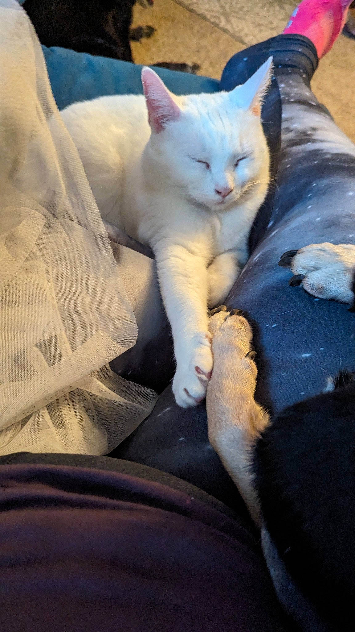 Sugar Boots is registered to the contest to win money with this photo: carnivore, cat, claw, comfort, domestic_short_haired_cat, electric_blue, fawn, felidae, fur, nap, paw, sitting, sleep, small_to_medium_sized_cats, snout, tail, whiskers