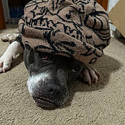 Tiger is registered to the contest to win money with this photo: dog, pet, hat, knit_hat, lying_down, carpet, indoor, animal, face, expression, black_and_white, paw, cozy, sleepy, close_up, fur, snout, teeth, cute, resting