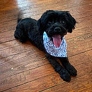 Daisy is registered to the contest to win money with this photo: dog, black_dog, bandana, tongue_out, wooden_floor, pet, happy, lying_down, tail_wagging, indoor, canine, fur, cute, animal, small_dog, floorboards, playful, friendly, domestic_animal, companion