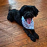dog, black_dog, bandana, tongue_out, wooden_floor, pet, happy, lying_down, tail_wagging, indoor, canine, fur, cute, animal, small_dog, floorboards, playful, friendly, domestic_animal, companion