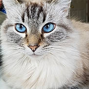 Lilly joined the competition — help win amazing prizes! cat, blue_eyes, close_up, fluffy, fur, whiskers, indoor, pet, animal, portrait, cute, feline, face, soft, cozy, tabby, domestic_cat, eyes, muzzle