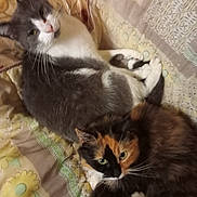 Mimi Et Barsik participe au concours pour gagner de l'argent avec cette photo : animal, bedspread, calico_cat, cat, cats, closeup, cozy, cute, domestic, feline, fur, gray_cat, indoor, pattern, pet, resting, sleeping, snuggling, two_animals, whiskers