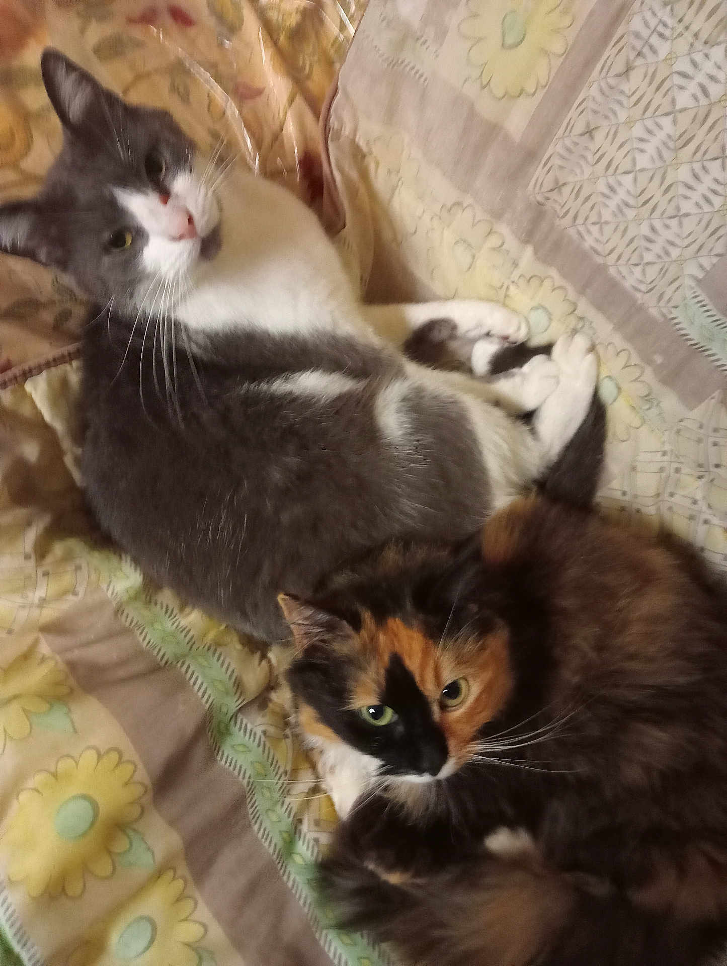 Mimi Et Barsik participe au concours pour gagner de l'argent avec cette photo : animal, bedspread, calico_cat, cat, cats, closeup, cozy, cute, domestic, feline, fur, gray_cat, indoor, pattern, pet, resting, sleeping, snuggling, two_animals, whiskers