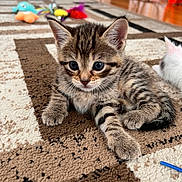 Nala joined the competition — help win amazing prizes! kitten, tabby, cat, carpet, toy, indoor, pet, feline, cute, young, animal, curious, soft, paw, whiskers, playful, brown, striped, closeup, relaxed