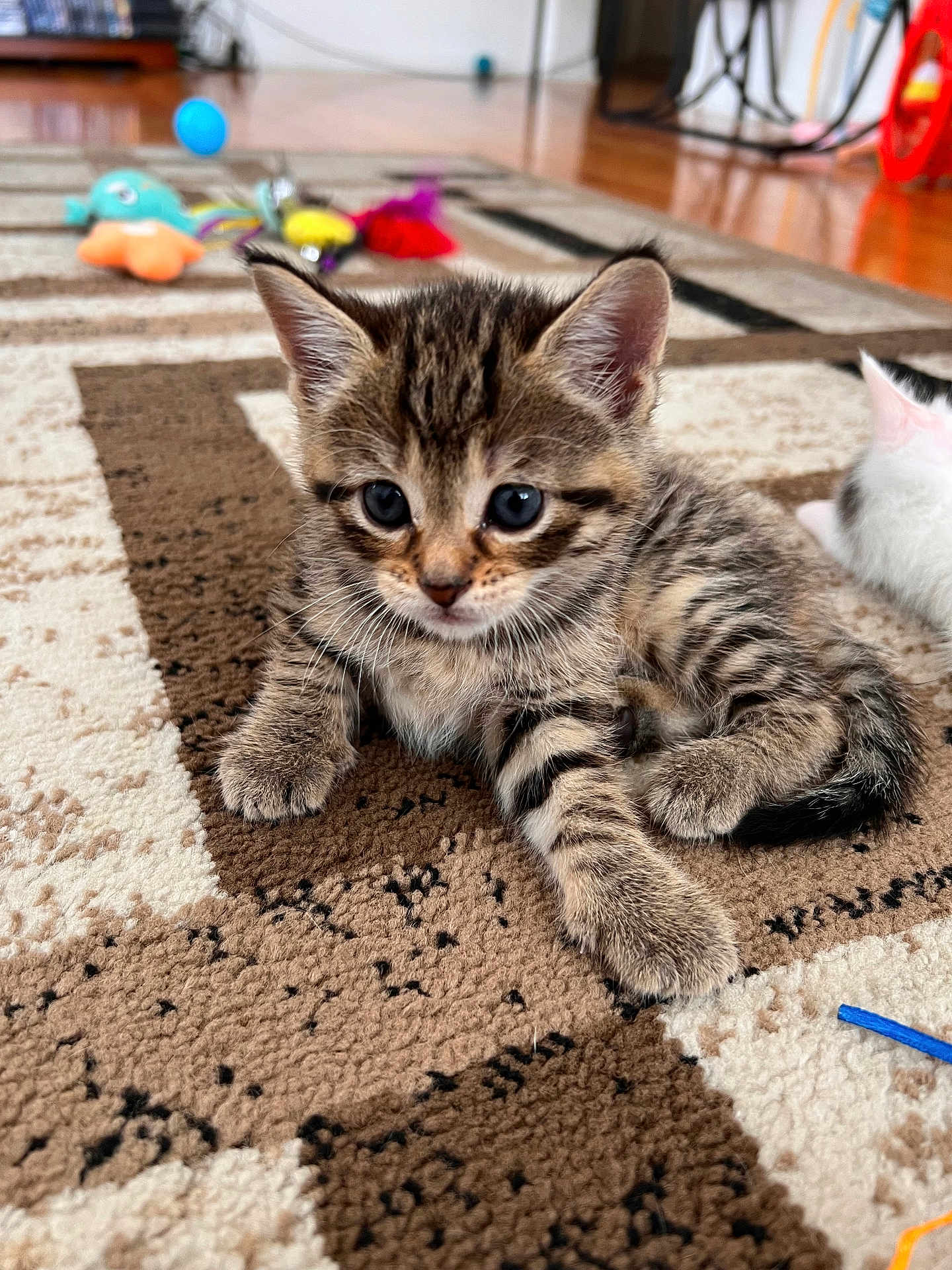 Nala