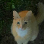Sammy joined the competition — help win amazing prizes! cat, kitten, orange_and_white, feline, animal, pet, standing, fluffy_tail, pointed_ears, blue_eyes, night, dark, outdoor, foliage, garden, low_light, blurry, close_up, portrait, mysterious