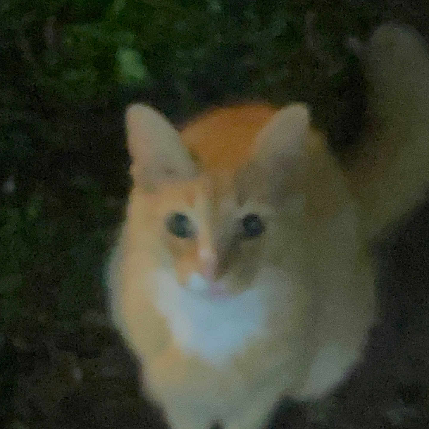 Sammy