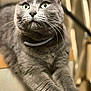 animal, cat, close_up, collar, cute, domestic_animal, eyes, feline, focus, fur, gray_cat, home, indoor, mammal, pet, portrait, soft_light, stretching, table, whiskers