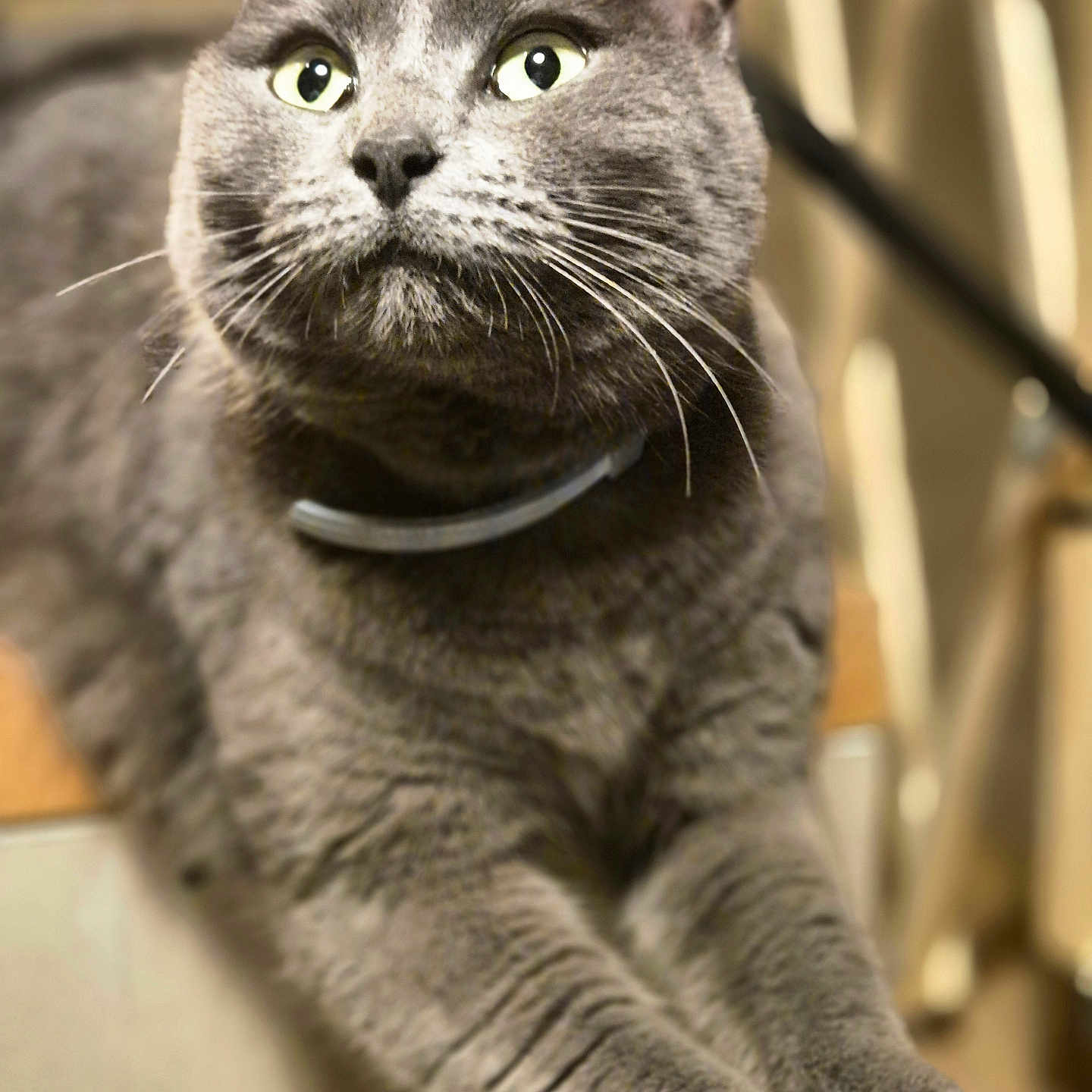 Jean Poil participe au concours pour gagner de l'argent avec cette photo : animal, cat, close_up, collar, cute, domestic_animal, eyes, feline, focus, fur, gray_cat, home, indoor, mammal, pet, portrait, soft_light, stretching, table, whiskers