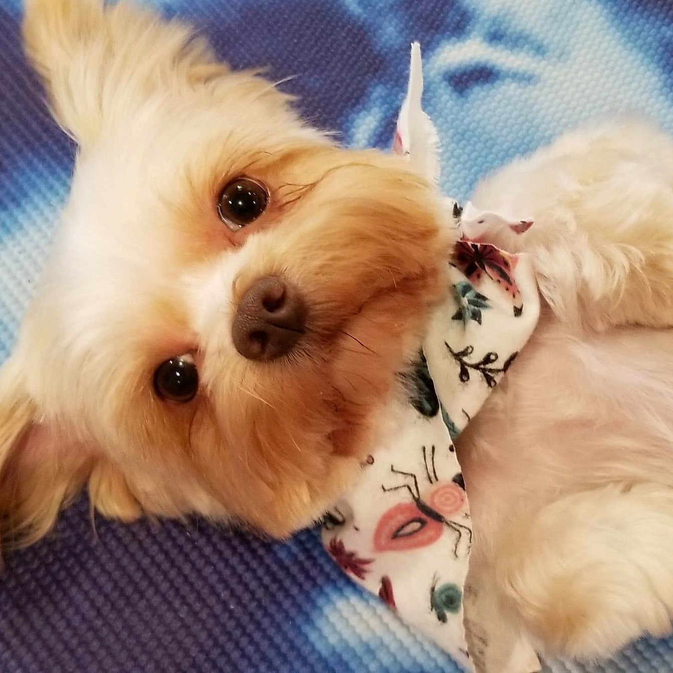 Arya is registered to the contest to win money with this photo: accessories, affenpinscher, animal, canine, cat, cockerspaniel, dog, eskimodog, formalwear, kitten, papillon, person, pet, poodle, puppy, sleeping, strap, terrier, tie, whitedog