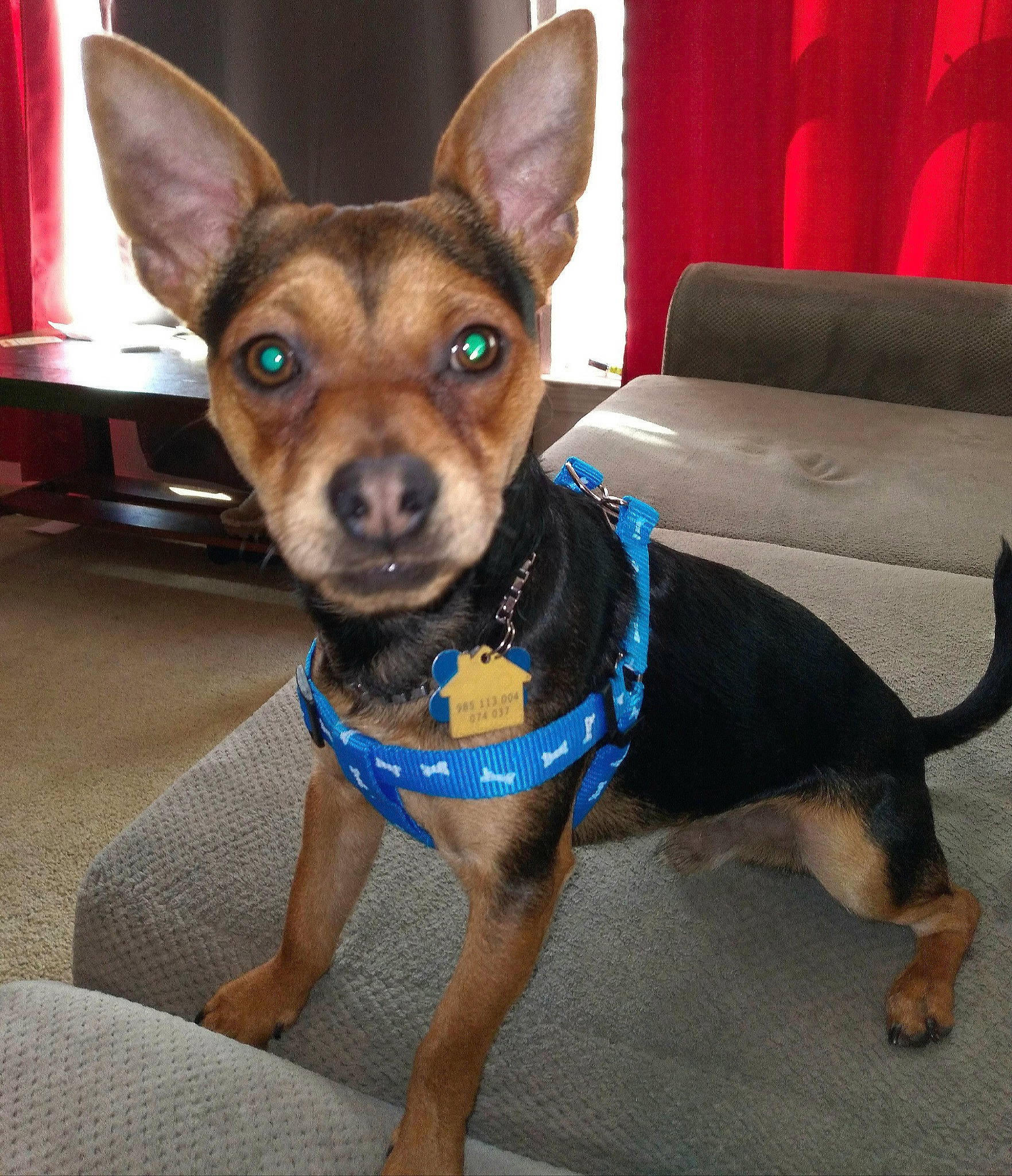 Pinchie Babie Simmons X is registered to the contest to win money with this photo: canidae, carnivore, collar, companion_dog, curtain, dog, dog_breed, dog_clothes, dog_collar, dog_supply, electric_blue, fashion_accessory, fawn, leash, pet_supply, snout, sporting_group, toy_dog, whiskers, working_animal