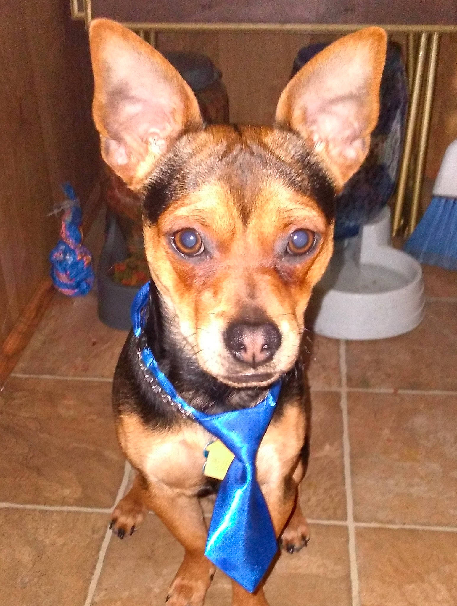 Pinchie Babie Simmons X joined the competition — help win amazing prizes! canidae, carnivore, collar, companion_dog, dog, dog_breed, dog_clothes, dog_collar, dog_supply, ear, fawn, flooring, fur, head, leash, snout, sporting_group, toy_dog, whiskers, working_animal