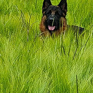 Trésor participe au concours pour gagner de l'argent avec cette photo : alert, animal, canine, dog, ears, field, fur, german_shepherd, grass, greenery, happy, meadow, nature, outdoor, pet, playful, portrait, summer, tongue_out, wildlife