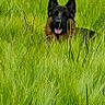 alert, animal, canine, dog, ears, field, fur, german_shepherd, grass, greenery, happy, meadow, nature, outdoor, pet, playful, portrait, summer, tongue_out, wildlife