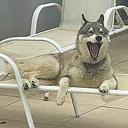 Rock a rejoint le concours — aidez-le/la à gagner de superbes lots ! animal, canine, chair, collar, daytime, dog, domestic_animal, fur, husky, outdoor, patio, paw, pet, relaxed, resting, summer, tile_floor, tongue, white_chair, yawning