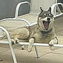 animal, canine, chair, collar, daytime, dog, domestic_animal, fur, husky, outdoor, patio, paw, pet, relaxed, resting, summer, tile_floor, tongue, white_chair, yawning