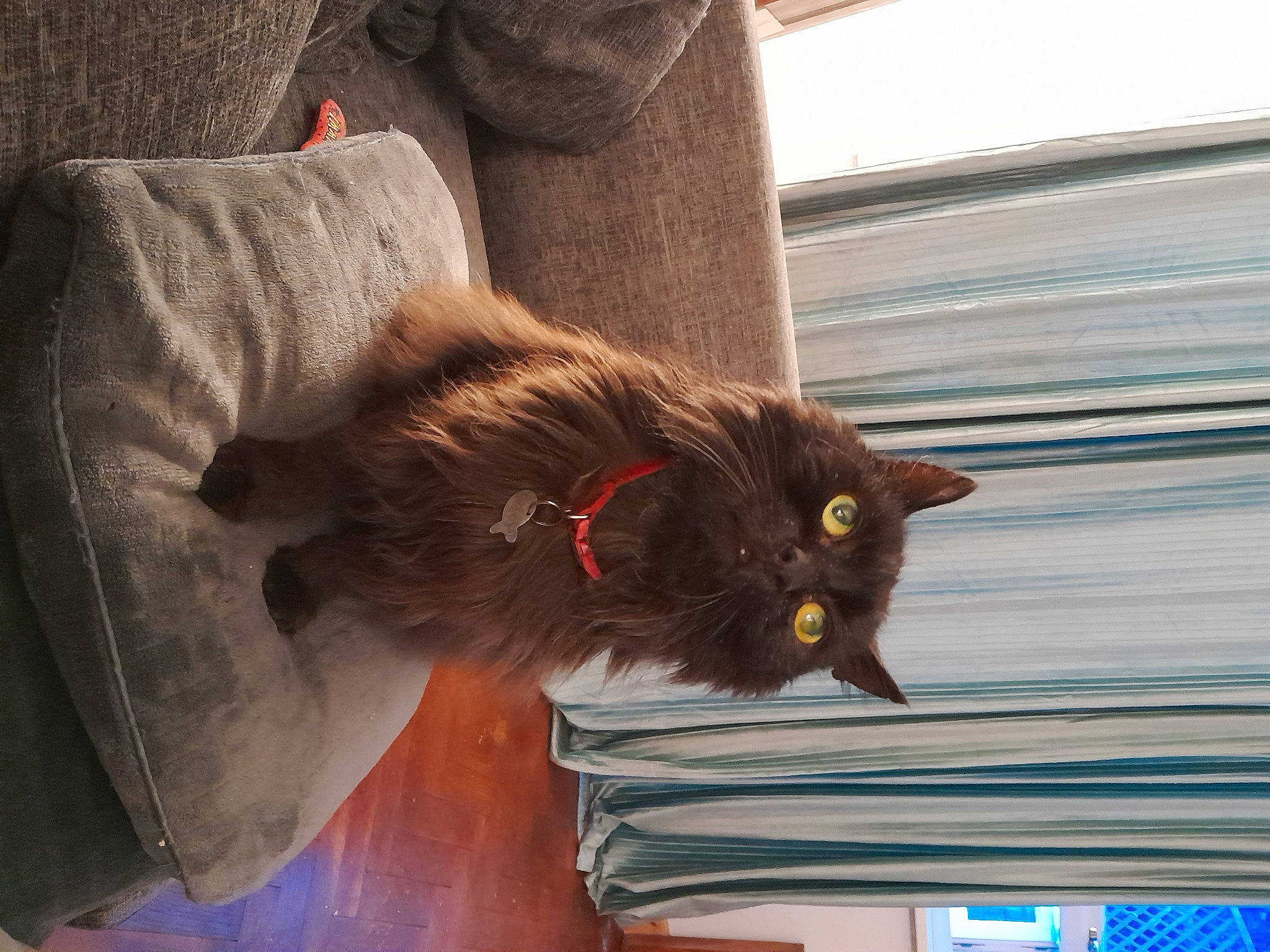 Black Jack joined the competition — help win amazing prizes! black_cat, british_longhair, carnivore, cat, claw, domestic_short_haired_cat, fawn, felidae, fur, human_leg, liver, paw, small_to_medium_sized_cats, snout, tail, tints_and_shades, whiskers, window, wood