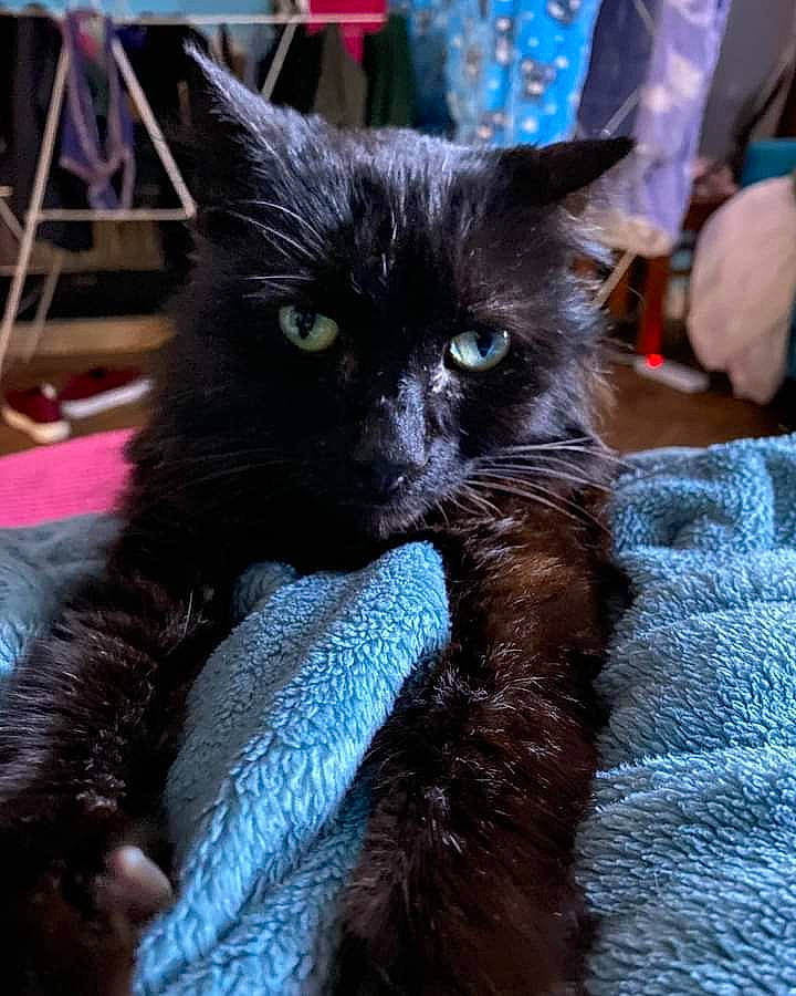 Black Jack is registered to the contest to win money with this photo: black_cat, bombay, carnivore, cat, cat_supply, claw, comfort, domestic_short_haired_cat, felidae, fur, iris, small_to_medium_sized_cats, snout, tail, terrestrial_animal, whiskers