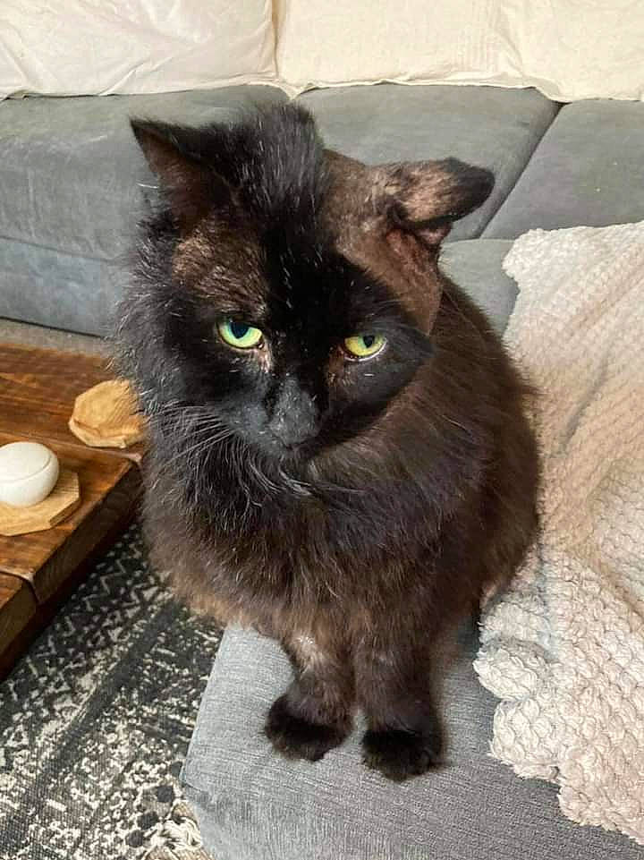 Black Jack is registered to the contest to win money with this photo: black_cat, bombay, carnivore, cat, claw, domestic_short_haired_cat, fawn, felidae, flooring, fur, grey, hardwood, paw, road_surface, small_to_medium_sized_cats, snout, tail, terrestrial_animal, whiskers, wood