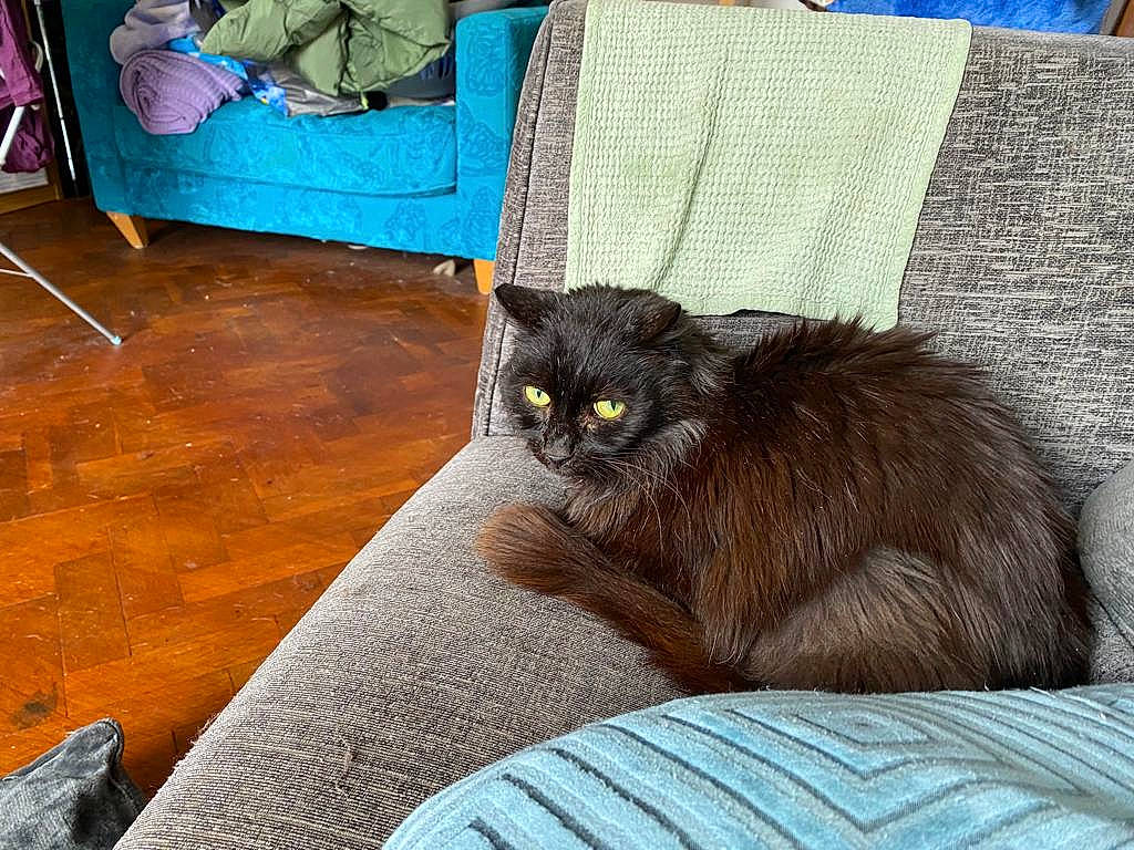 Black Jack is registered to the contest to win money with this photo: black_cat, blue, carnivore, cat, chair, comfort, couch, domestic_short_haired_cat, fawn, felidae, flooring, fur, grey, hardwood, plant, sitting, small_to_medium_sized_cats, tail, whiskers, wood