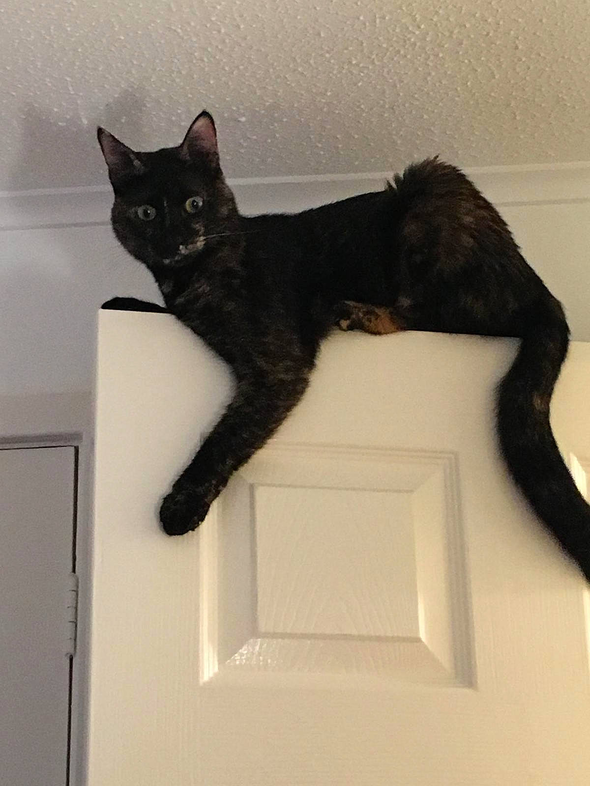 Ori joined the competition — help win amazing prizes! black_cat, carnivore, cat, claw, domestic_short_haired_cat, door, eye, felidae, fur, gesture, paw, room, small_to_medium_sized_cats, tail, terrestrial_animal, whiskers