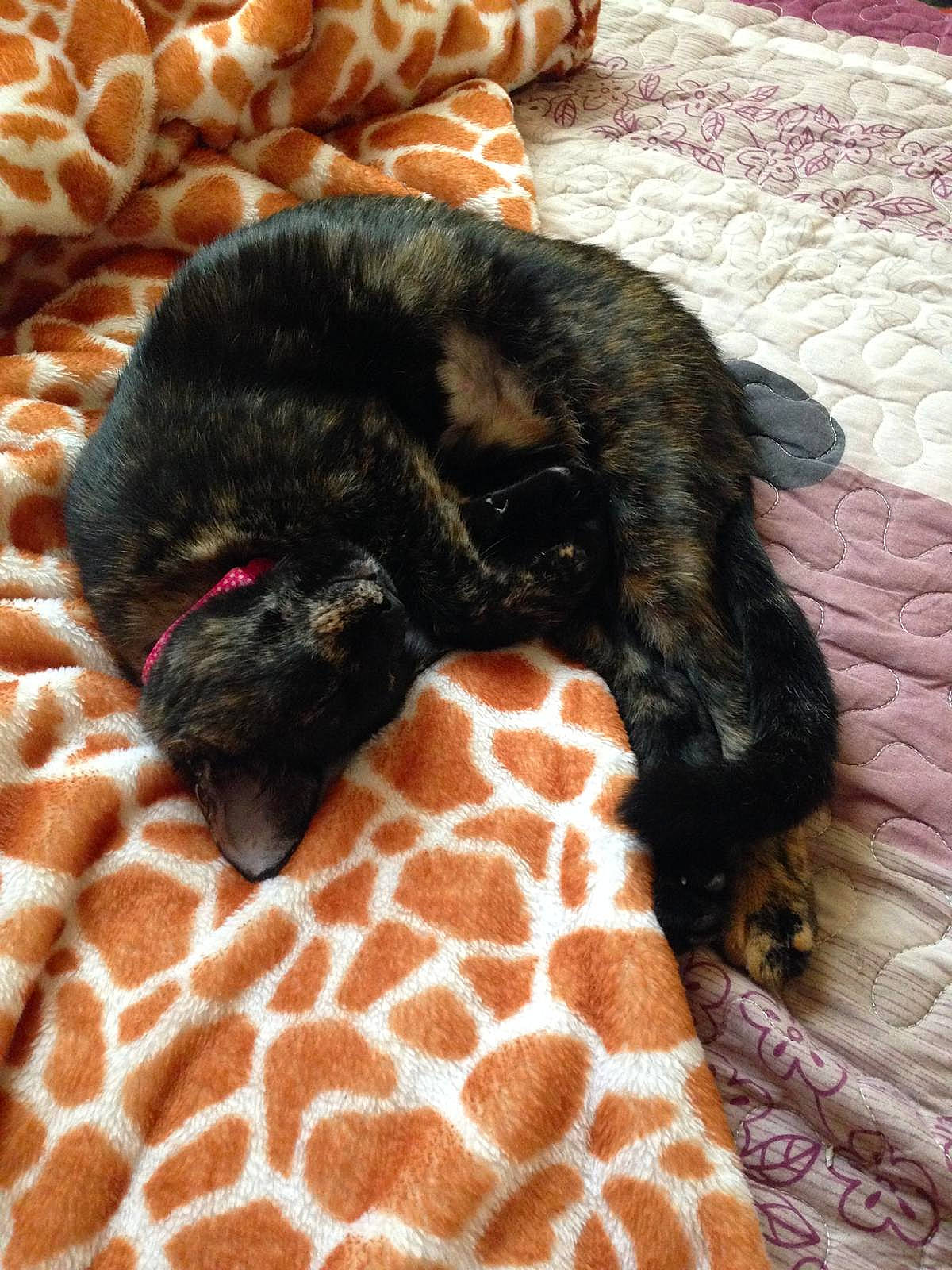 Ori is registered to the contest to win money with this photo: carnivore, cat, claw, comfort, companion_dog, dog_breed, fawn, felidae, fur, gesture, pattern, paw, small_to_medium_sized_cats, snout, sporting_group, tail, terrestrial_animal, vertebrate, whiskers, wildlife