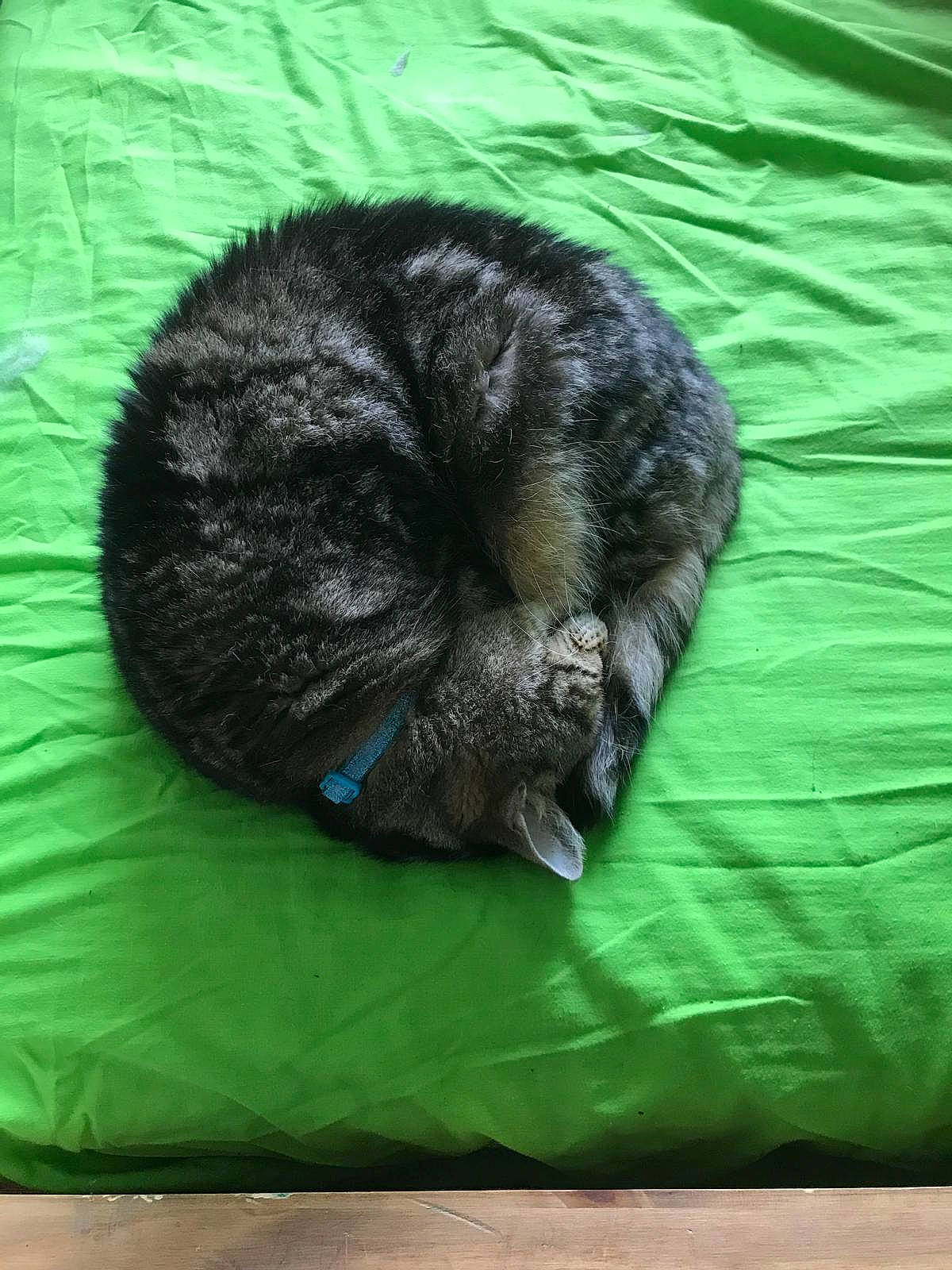 Meatball joined the competition — help win amazing prizes! canidae, carnivore, cat, cat_supply, comfort, dog_breed, electric_blue, felidae, fur, grass, linens, liver, nap, small_to_medium_sized_cats, snout, sporting_group, tail, terrestrial_animal, whiskers, wildlife