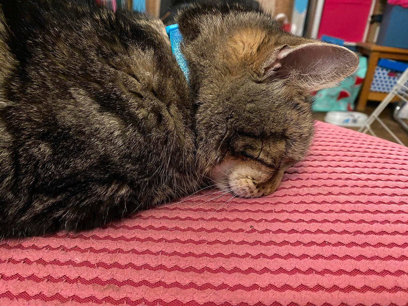 Meatball joined the competition — help win amazing prizes! carnivore, cat, chair, claw, comfort, domestic_short_haired_cat, felidae, fur, grass, nap, paw, sleep, small_to_medium_sized_cats, snout, tail, terrestrial_animal, whiskers, woven_fabric