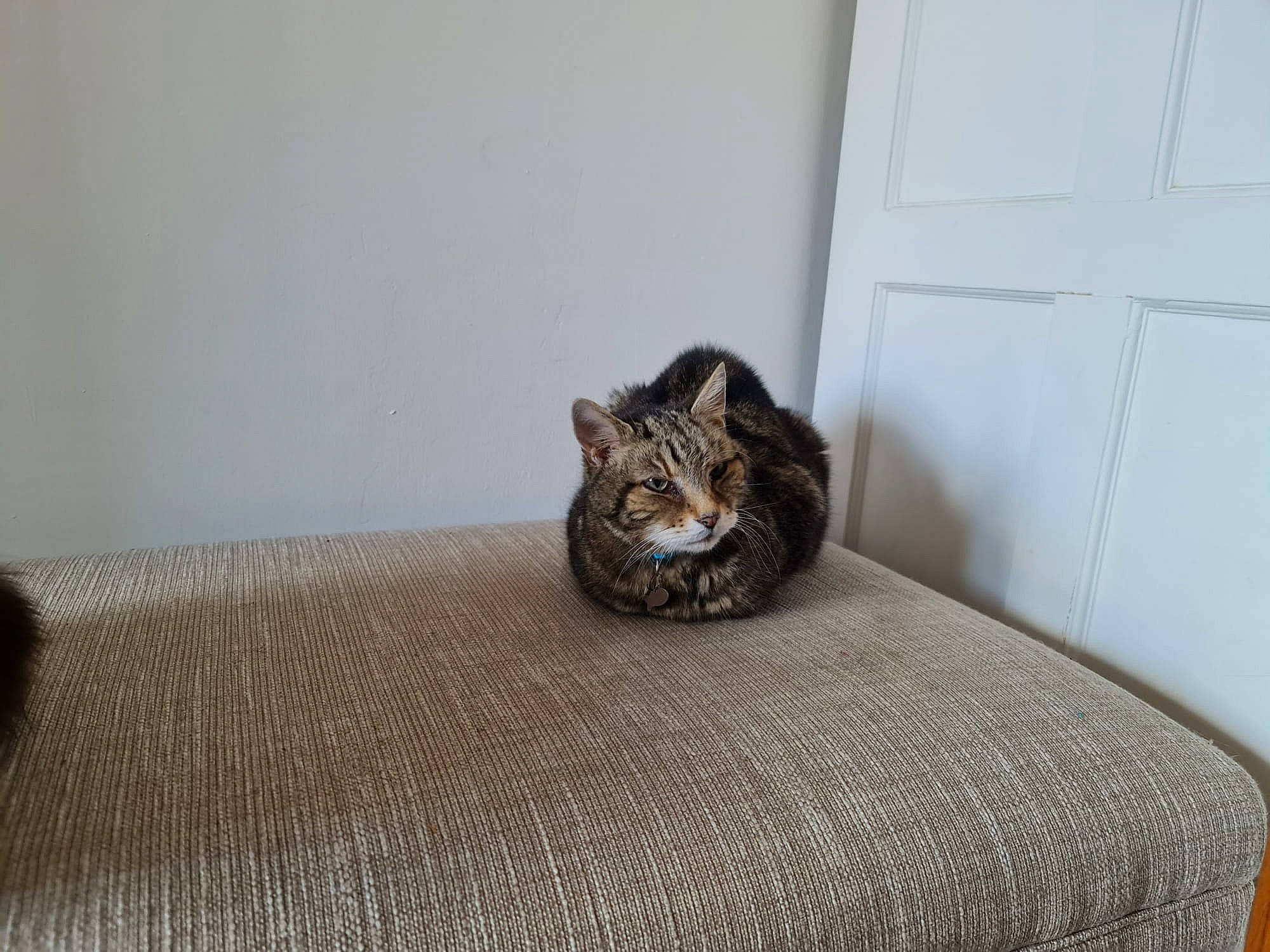 Meatball is registered to the contest to win money with this photo: brown, carnivore, cat, comfort, domestic_short_haired_cat, door, felidae, floor, flooring, fur, grey, hardwood, linens, room, small_to_medium_sized_cats, snout, tail, terrestrial_animal, whiskers, wood