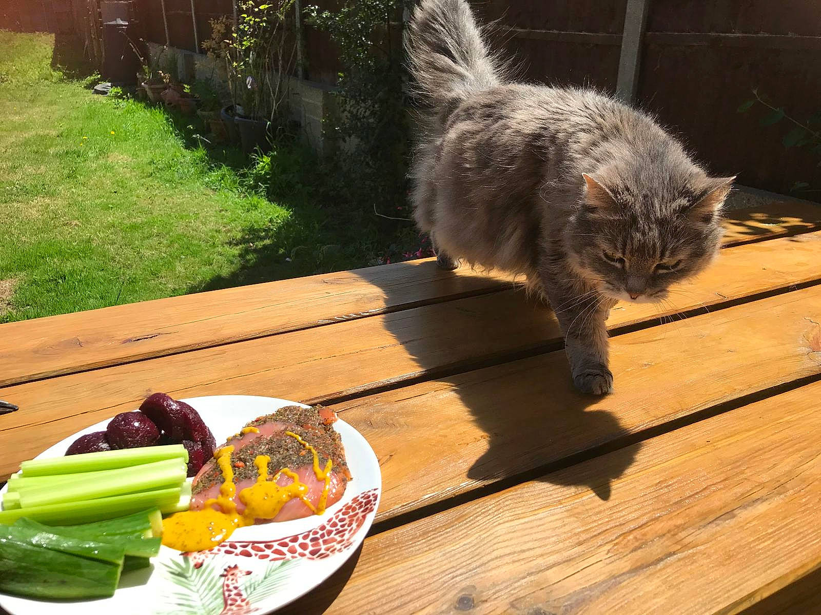 Parsley is registered to the contest to win money with this photo: carnivore, cat, fawn, felidae, food, grass, green, ingredient, leaf_vegetable, natural_foods, plant, plate, recipe, small_to_medium_sized_cats, table, tableware, tail, whiskers, window, wood