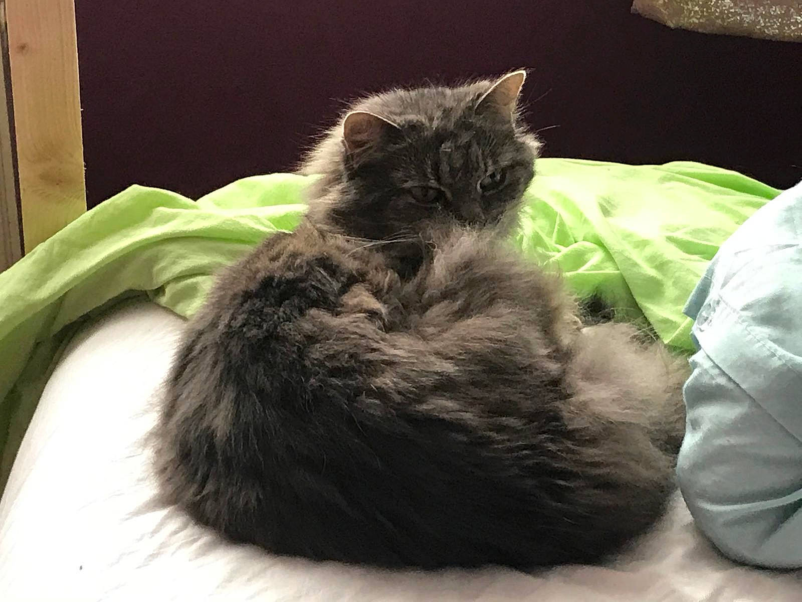 Parsley joined the competition — help win amazing prizes! british_longhair, carnivore, cat, cat_bed, cat_supply, claw, comfort, domestic_short_haired_cat, felidae, fur, nap, paw, sleep, small_to_medium_sized_cats, snout, tail, terrestrial_animal, whiskers