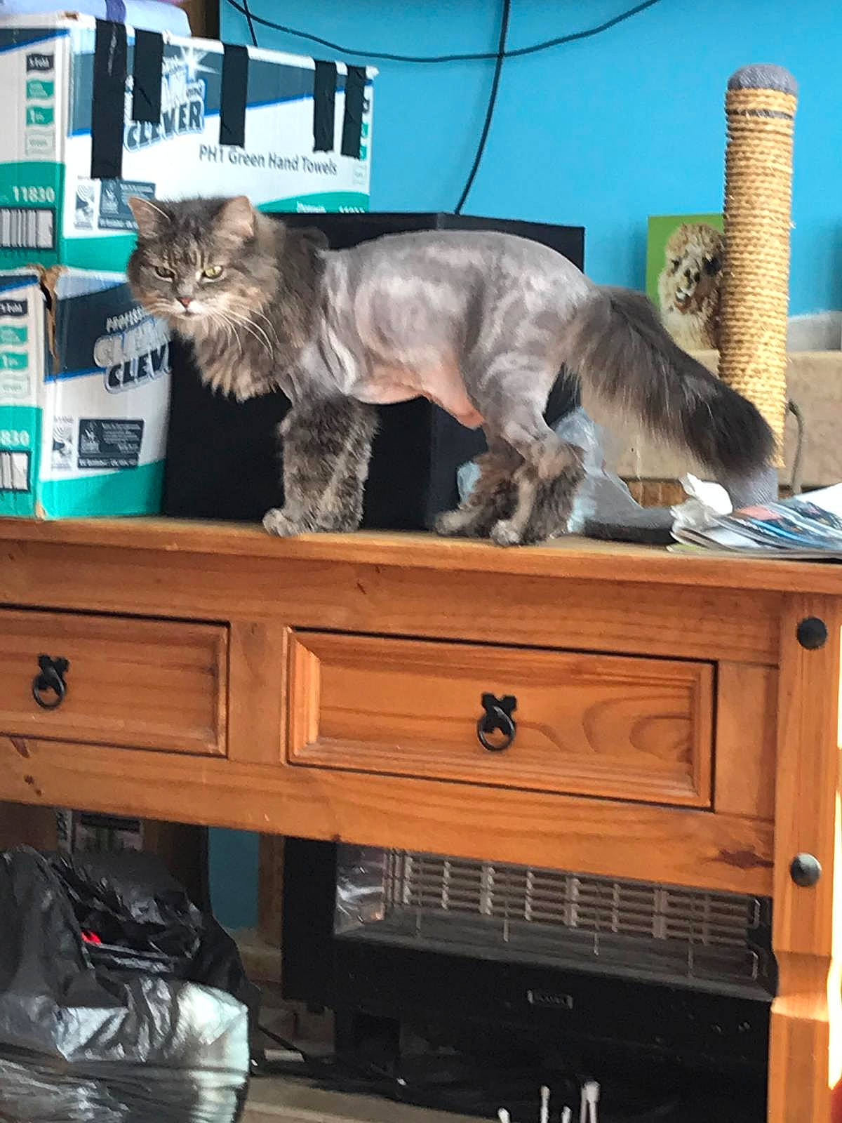 Parsley joined the competition — help win amazing prizes! cabinetry, carnivore, chest, chest_of_drawers, companion_dog, cupboard, dog_breed, drawer, dresser, felidae, hardwood, liver, mammal, shelving, small_to_medium_sized_cats, tail, varnish, vertebrate, wood, wood_stain