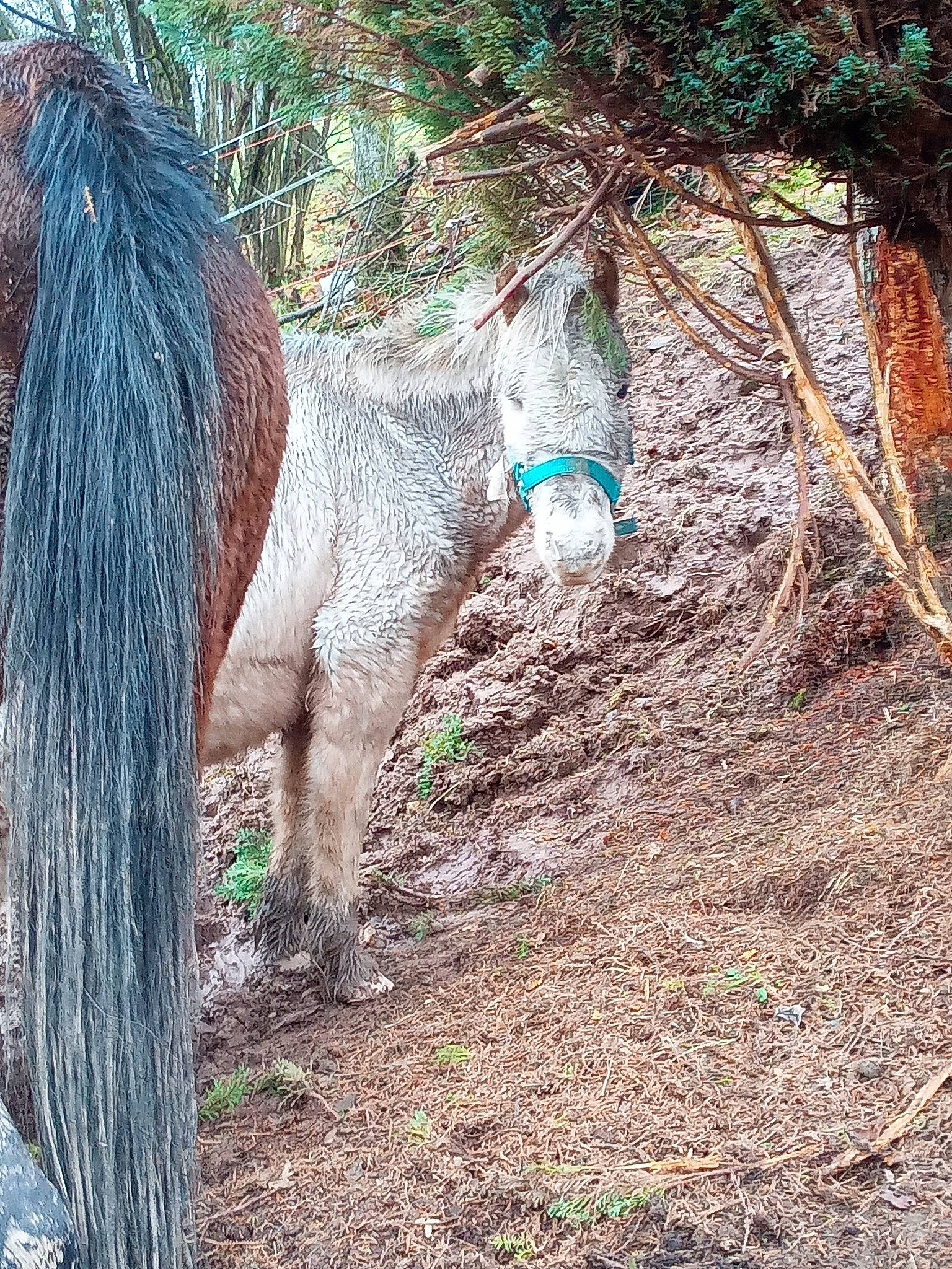 Galopin participe au concours pour gagner de l'argent avec cette photo : hair, horse, livestock, mane, mare, organism, plant, pony, shetland_pony, stallion, tail, tree, wildlife