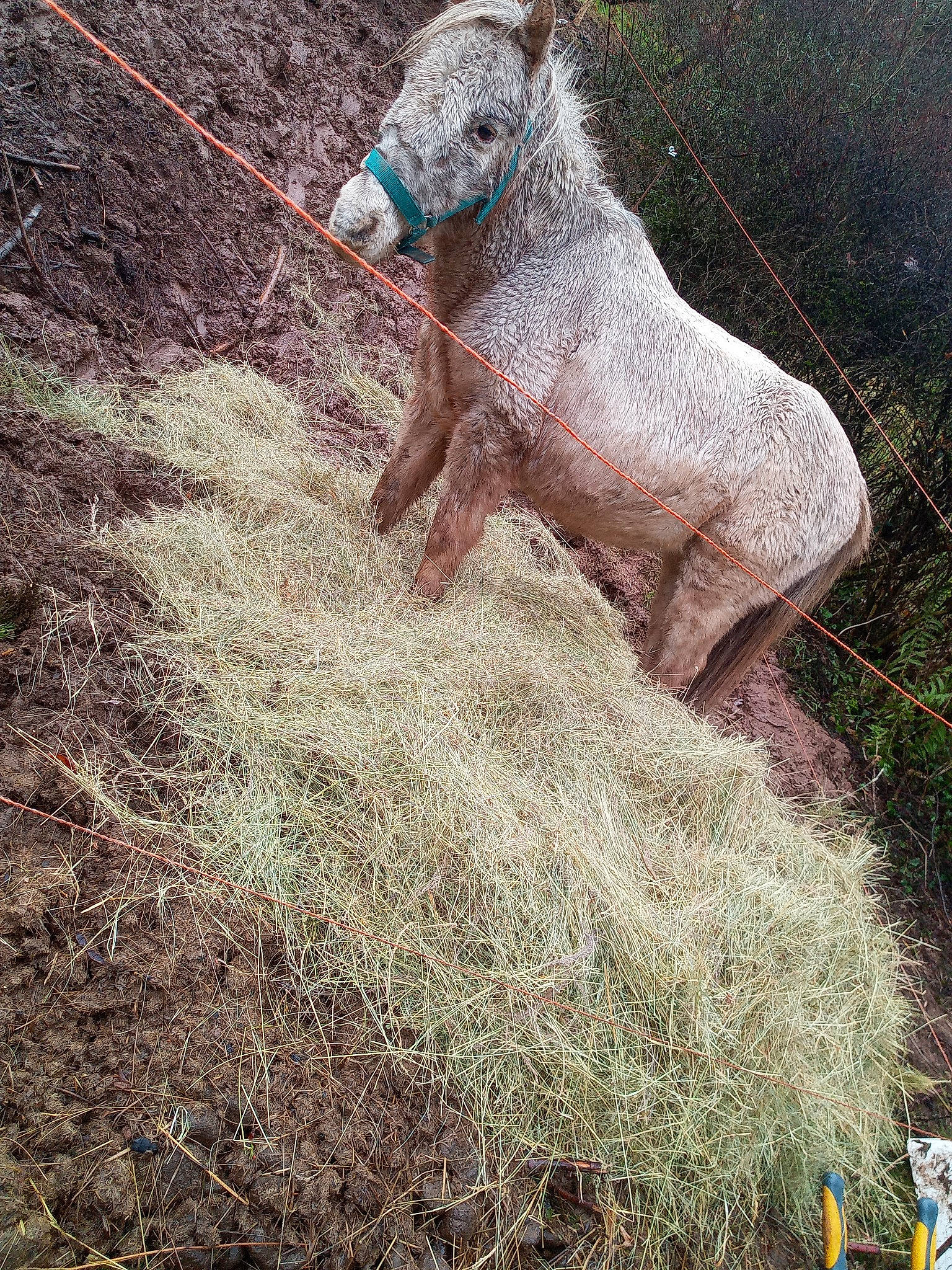 Galopin participe au concours pour gagner de l'argent avec cette photo : colt, foal, grass, hay, horse, livestock, mane, mare, organism, plant, pony, snout, soil, straw, tree, wood