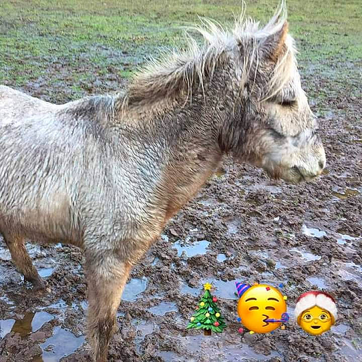 Galopin participe au concours pour gagner de l'argent avec cette photo : ball, burro, foal, goats, grass, horse, livestock, mammal, mane, plant, play, pony, shetland_pony, snout, vertebrate, wildlife