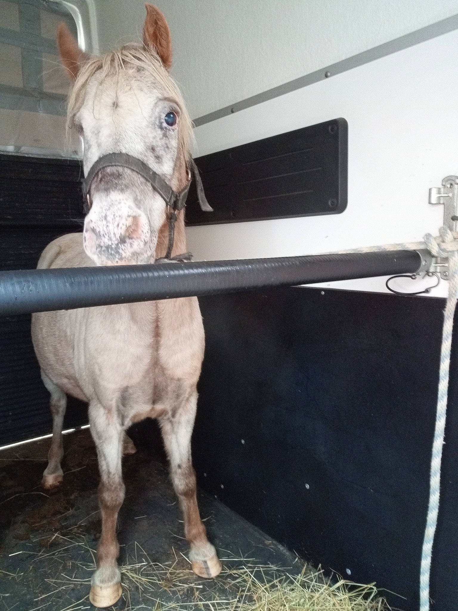 Galopin participe au concours pour gagner de l'argent avec cette photo : horse, livestock, mane, mare, snout, stable, stallion