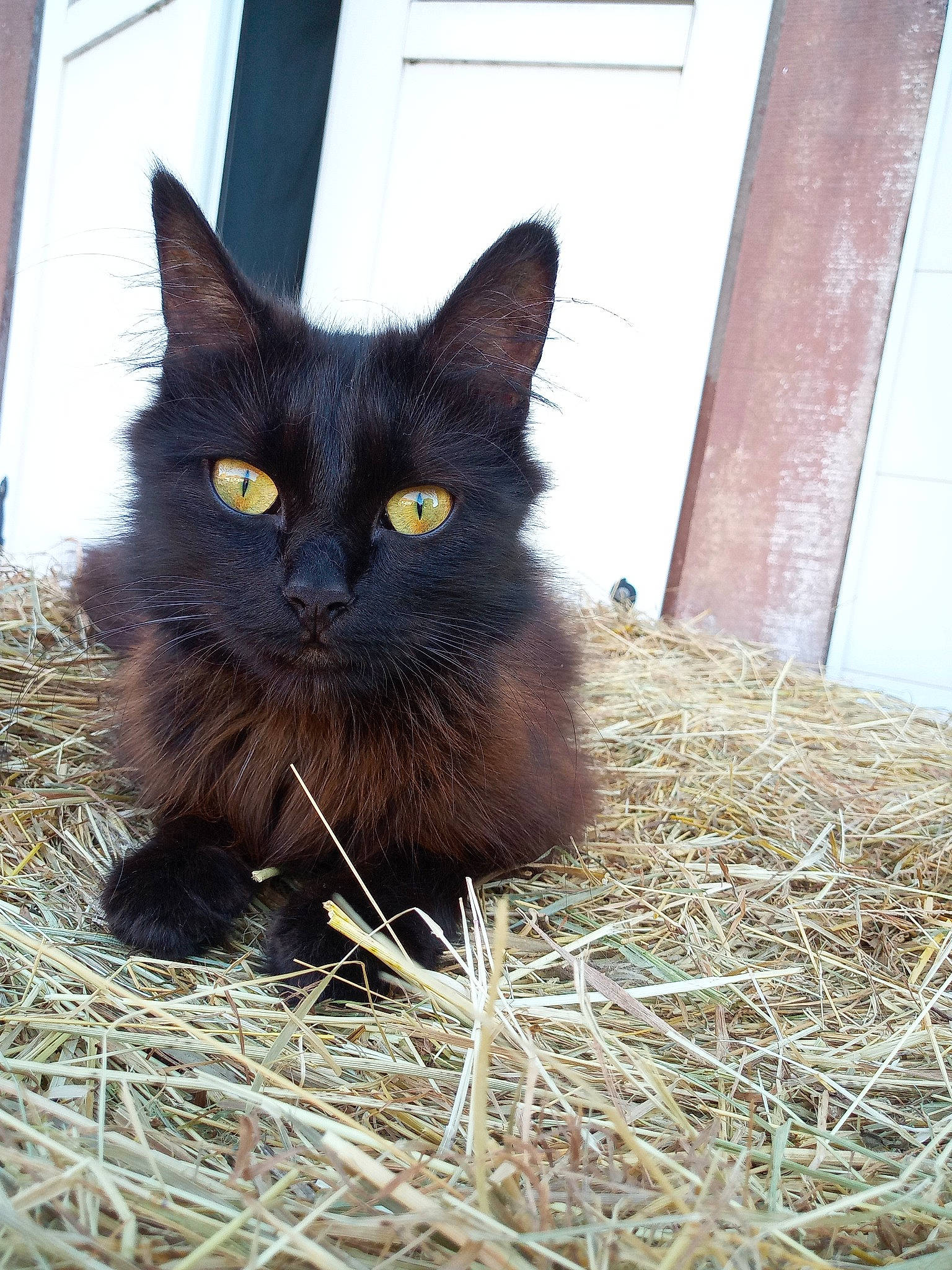 Opaline a rejoint le concours — aidez-le/la à gagner de superbes lots ! asian, asian_semi_longhair, black_cat, bombay, burmese, carnivore, cat, domestic_long_haired_cat, domestic_short_haired_cat, eye, fawn, felidae, fur, grass, maine_coon, mammal, nebelung, small_to_medium_sized_cats, whiskers