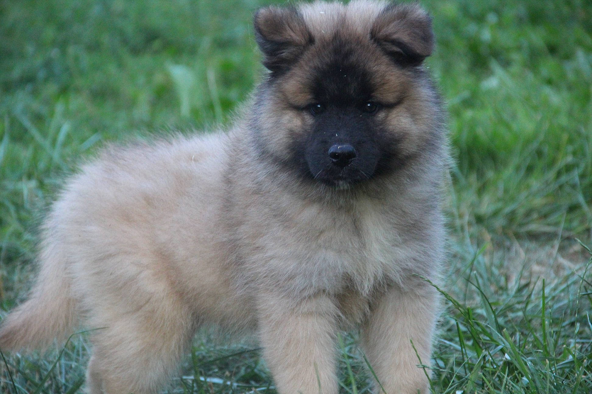 Bunshee participe au concours pour gagner de l'argent avec cette photo : belgian_shepherd_malinois, canidae, carnivore, companion_dog, dog, dog_breed, eurasier, fawn, german_spitz_mittel, icelandic_sheepdog, keeshond, laekenois, mammal, puppy, rare_breed_dog, vertebrate