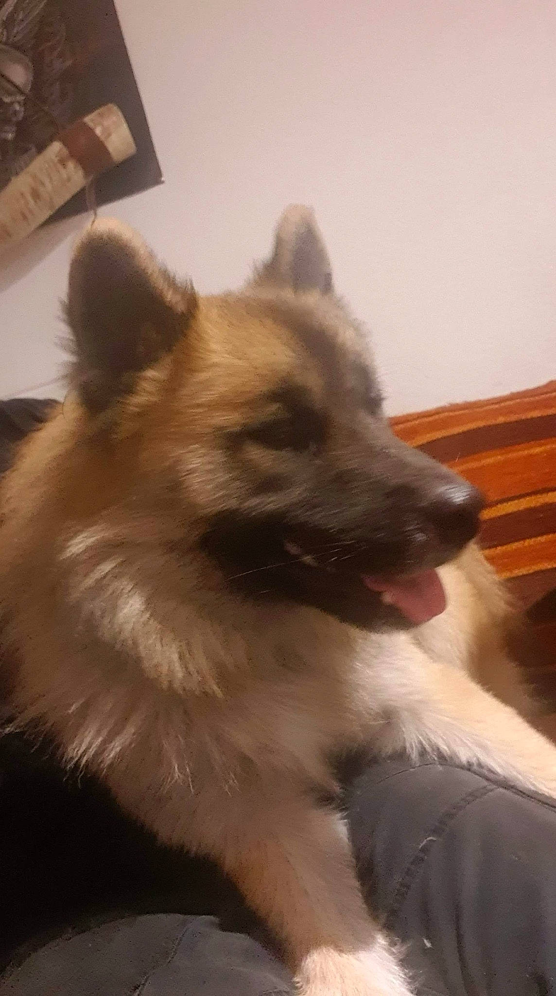 Bunshee a rejoint le concours — aidez-le/la à gagner de superbes lots ! canidae, carnivore, dog, dog_breed, elo, eurasier, fawn, german_spitz_mittel, icelandic_sheepdog, keeshond, mammal, non_sporting_group, norwegian_elkhound, puppy, snout, spitz, vertebrate