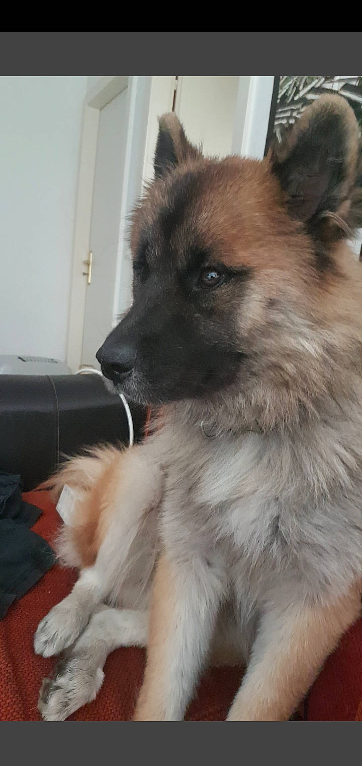 Bunshee participe au concours pour gagner de l'argent avec cette photo : belgian_shepherd, belgian_shepherd_malinois, canidae, carnivore, dog, dog_breed, eurasier, fawn, king_shepherd, laekenois, mammal, norwegian_elkhound, old_german_shepherd_dog, rare_breed_dog, shiloh_shepherd_dog, snout, tervuren, vertebrate