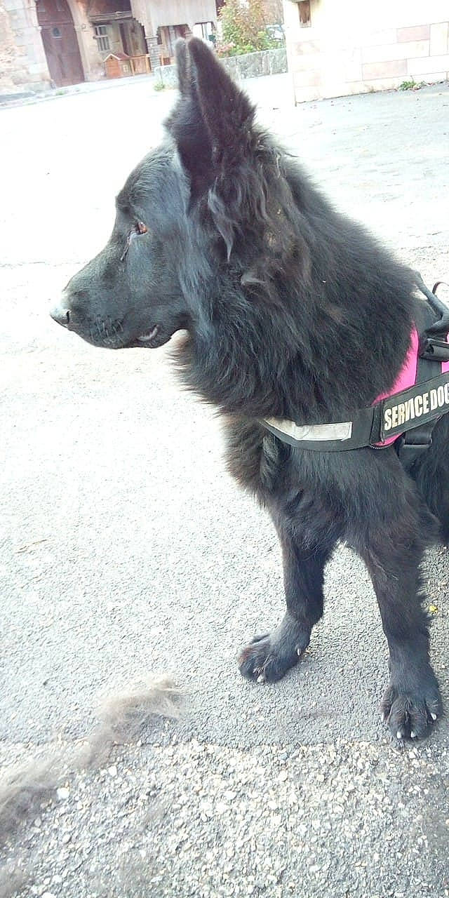 June a rejoint le concours — aidez-le/la à gagner de superbes lots ! canidae, carnivore, companion_dog, dog, dog_breed, mammal, mudi, rare_breed_dog, snout, sporting_group, vertebrate